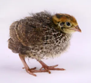 TT Baby Quail 2